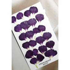 康乃馨花瓣-紫紅色-押花花材