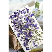 滿天星-艷紫色帶枝-押花花材