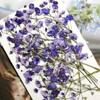 滿天星-艷紫色帶枝-押花花材