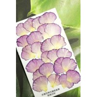 康乃馨花瓣-淺紫紅色-押花花材