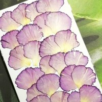 康乃馨花瓣-淺紫紅色-押花花材