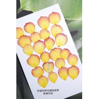 玫瑰花-紅黃色花瓣片- 押花花材