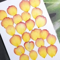 玫瑰花-紅黃色花瓣片- 押花花材