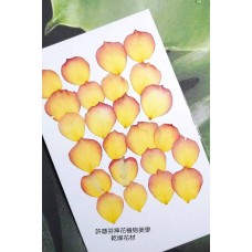 玫瑰花-紅黃色花瓣片- 押花花材