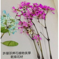 雪花木-桃紅色-押花材料