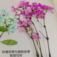 雪花木-桃紅色-押花材料