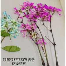 雪花木-桃紅色-押花材料
