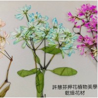 雪花木-天藍色-押花材料