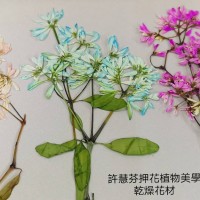雪花木-天藍色-押花材料