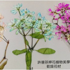 雪花木-天藍色-押花材料