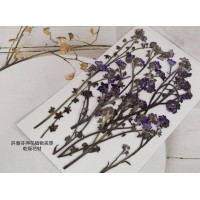 紫色-勿忘我-帶支藍色