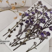 紫色-勿忘我-帶支藍色