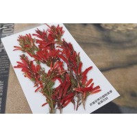 紅鞭炮-紅色 - 押花花材