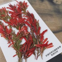 紅鞭炮-紅色 - 押花花材