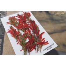 紅鞭炮-紅色 - 押花花材