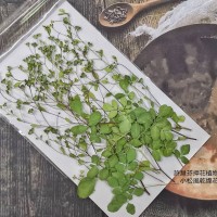 小松風-綠色-押花花材