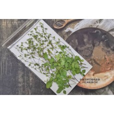 小松風-綠色-押花花材