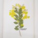合歡花-原色-押花花材