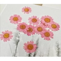 白晶菊-乾燥玫瑰色