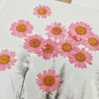 白晶菊-乾燥玫瑰色