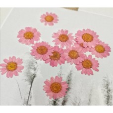 白晶菊-乾燥玫瑰色