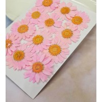 白晶菊-亮粉紅色