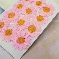 白晶菊-亮粉紅色