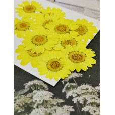 白晶菊-鮮黃色