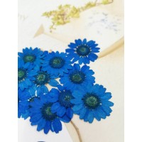 白晶菊-寶藍色