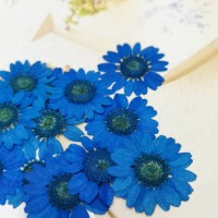 白晶菊-寶藍色