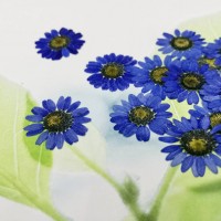 白晶菊-紫藍色