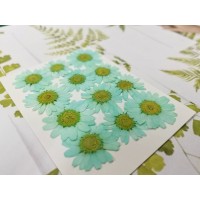 白晶菊-Tiffany藍色