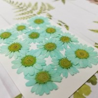 白晶菊-Tiffany藍色