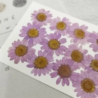 白晶菊_薰衣草紫色