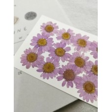 白晶菊_薰衣草紫色