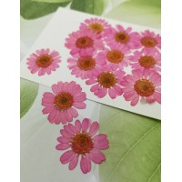 白晶菊-玫瑰粉紅色