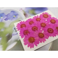 白晶菊-桃粉紅色