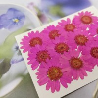 白晶菊-桃粉紅色