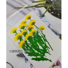 白晶菊側枝_黃色