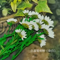 白晶菊-染白色帶葉