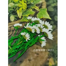 白晶菊-染白色帶葉