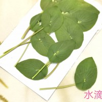 金翠花葉片-綠色-押花花材