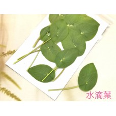 金翠花葉片-綠色-押花花材