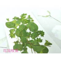 金翠花-側花帶葉-綠色-押花花材