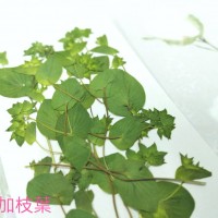 金翠花-側花帶葉-綠色-押花花材