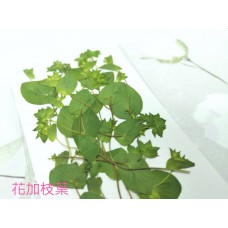 金翠花-側花帶葉-綠色-押花花材