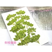 金翠花側枝複瓣-綠色-押花花材