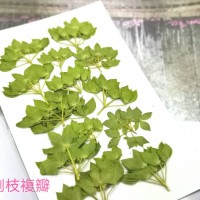 金翠花側枝複瓣-綠色-押花花材