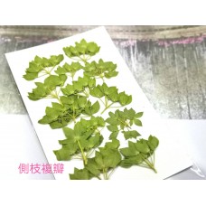金翠花側枝複瓣-綠色-押花花材