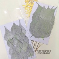 苧麻葉-原色-押花花材